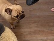 Teaching a Frenchie Not to Chew Slippers