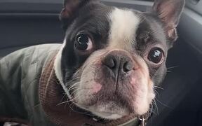 Even Dogs Make Bad Choices - Animals - VIDEOTIME.COM