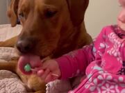 Baby Shares Lollipop with her Dog Friends