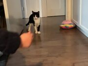 Cat Hopping on Back Legs and Chases Ball