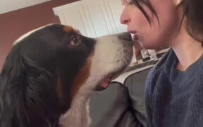 Dog Swerves Kisses - Animals - VIDEOTIME.COM