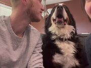 Dog Swerves Kisses