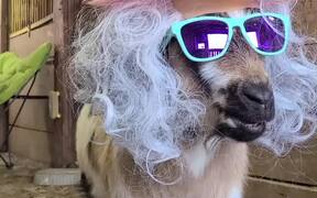 Goat With the Good Looks - Animals - VIDEOTIME.COM
