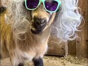 Goat With the Good Looks