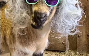 Goat With the Good Looks - Animals - VIDEOTIME.COM