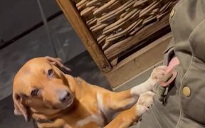 Dog Is Professional Beggar - Animals - VIDEOTIME.COM