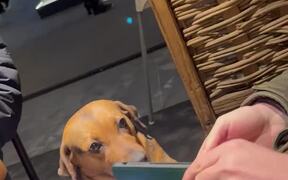Dog Is Professional Beggar - Animals - VIDEOTIME.COM