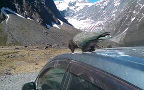 New Zealand Kea Destroys Rental Car