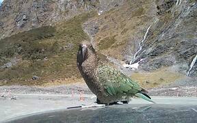 New Zealand Kea Destroys Rental Car - Animals - VIDEOTIME.COM