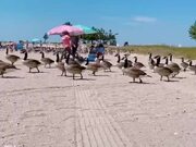 Geese Take Over Beach to Go for a Swim