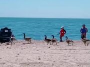 Geese Take Over Beach to Go for a Swim
