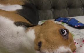 Puppy With Wild Eyes and Weird Pose - Animals - VIDEOTIME.COM