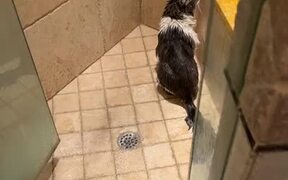 Cat Named Shiba in the Shower - Animals - VIDEOTIME.COM