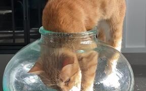 Contortionist Cat Squeezes into Tight Space - Animals - VIDEOTIME.COM