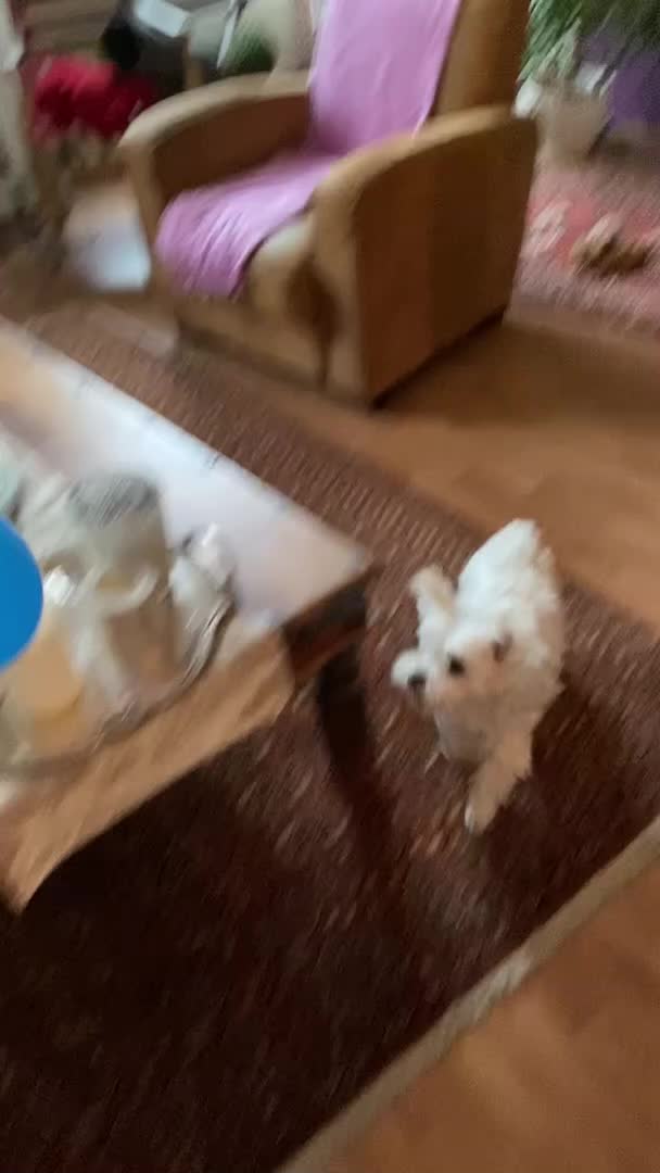 Maltese Loves Bouncing Balloons in the Air