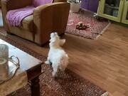 Maltese Loves Bouncing Balloons in the Air
