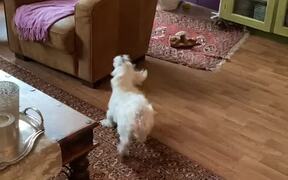 Maltese Loves Bouncing Balloons in the Air - Animals - VIDEOTIME.COM