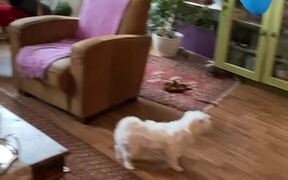 Maltese Loves Bouncing Balloons in the Air - Animals - VIDEOTIME.COM