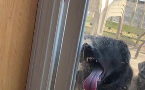 Doggo Loves to Lick Glass Door - Animals - VIDEOTIME.COM