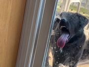 Doggo Loves to Lick Glass Door