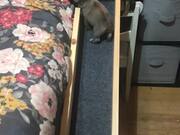 Adorable Puppy has Her Own Bed Ramp