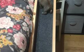Adorable Puppy has Her Own Bed Ramp - Animals - VIDEOTIME.COM
