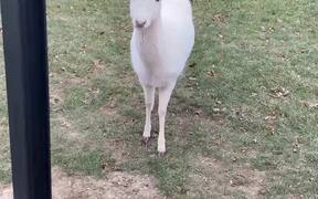 White Deer in the Backyard - Animals - VIDEOTIME.COM