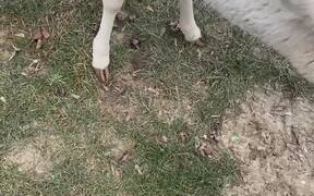 White Deer in the Backyard - Animals - VIDEOTIME.COM