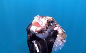 Diver Gives Fish a Helping Hand - Animals - VIDEOTIME.COM