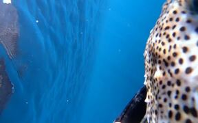 Diver Gives Fish a Helping Hand