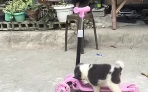 Puppy Rides Along on Scooter - Animals - VIDEOTIME.COM