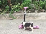 Puppy Rides Along on Scooter