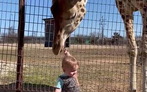 Curious Giraffe Gives Kiddo Kisses - Animals - VIDEOTIME.COM