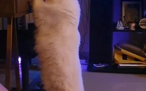 Cat is Determined to Get to Hidden Catnip Bag - Animals - VIDEOTIME.COM