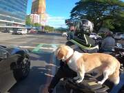 Perfectly Balanced Puppy Rides on Scooter