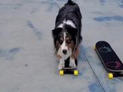 Dog Jumps From Skateboard to Skateboard