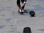 Dog Jumps From Skateboard to Skateboard