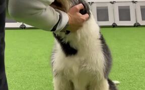 Border Collie Does Tricks - Animals - VIDEOTIME.COM