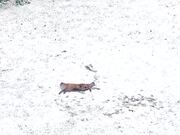 Fox Plays in the Snow