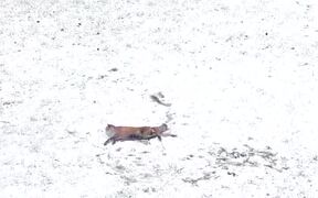 Fox Plays in the Snow - Animals - VIDEOTIME.COM