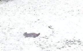 Fox Plays in the Snow - Animals - VIDEOTIME.COM