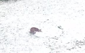 Fox Plays in the Snow