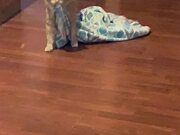 Kitty Drags His Blankie