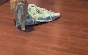 Kitty Drags His Blankie - Animals - VIDEOTIME.COM
