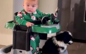 Puppy Loves to be Next to Baby Son - Animals - VIDEOTIME.COM