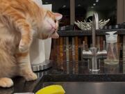 Cat Loves Trying to Catch Water Droplets