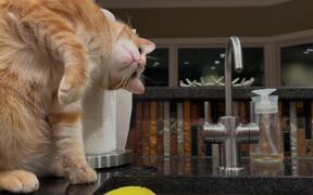 Cat Loves Trying to Catch Water Droplets - Animals - VIDEOTIME.COM