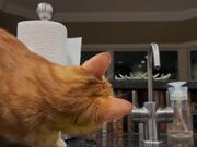 Cat Loves Trying to Catch Water Droplets