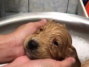 Precious Puppy Takes Her First Bath