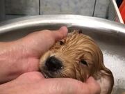 Precious Puppy Takes Her First Bath